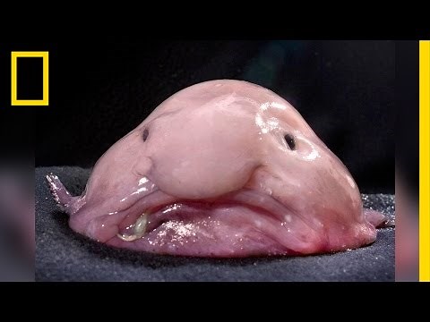 Blobfish, facts and information