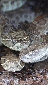 Rattlesnakes in arid landscapes often coil their bodies when it rains to gather and sip drops from their sticky scales. But they can also nab water from the skin of nearby snakes, according to a new study reported in Current Zoology. To make the find, biologists studied 100 prairie rattlesnakes (Crotalus viridis) on a high-elevation ranch northwest of Steamboat Springs, Colorado. The team mimicked the area’s sporadic showers by spritzing the snakes with a garden sprayer, then recorded their reac