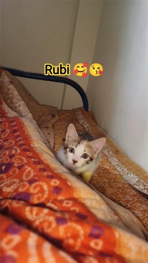 Cat love songs❤️🥰#ca #trending #viralvideo#love #shorts