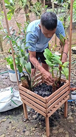 Planting Dendrobium Orchid: A Complete Guide