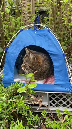 🐈‍⬛Michael's Spring/Summer 2026Tent 🏕️Michael loves freedom and grew up on the streets.