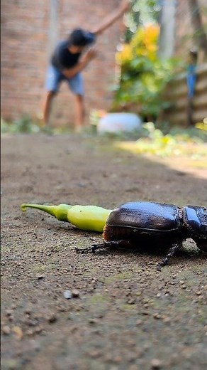 a beetle that survives except for my dead millipede