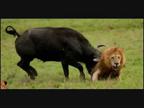 ffffffffffffffffffffffffffffff