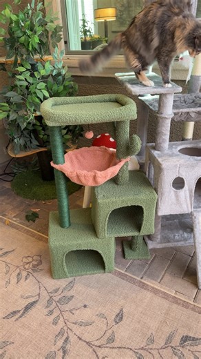 Watch Multiple Cat Trees to make a jungle gym on Amazon Live