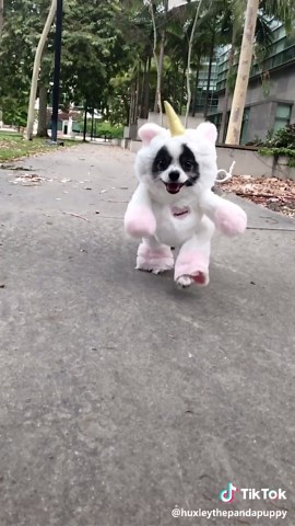 This lil guy makes my day...EVERYDAY🐼🦄Huxley&I make these costumes💘#artproject #thatmademyday