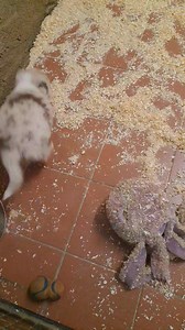 13K views · 127 reactions | Bébé sumo (toujours dispo) au retour de sa journée au parc, contente de retrouver ses jouets | Elevage de la Vallée de l'Hyrôme | Facebook