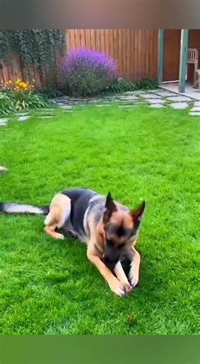 Welcoming the returning soldier..😘❤️ #pet #cat #dog #cute #animals #foryou #typ