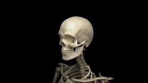 Complete Close-up View Skeletal System3d Animation Stock Footage Video (100% Royalty-free) 22335259 | Shutterstock