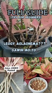 123K views · 966 reactions | LEGGY AGLAONEMA PROBLEM?GAWIN MO TO/FULL VIDEO POSTED #inanghardinera #plantitangina #mamalynsgarden #Fullguide #forbeginners #tips #plantcare #aglaonema #leggy #easycareplants #happygardening | Mamalyn's Garden | Facebook