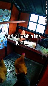 118K views · 832 reactions | 3 nesting boxes… and my hens decided they only need ONE 臘‍♂️. Turns out, chickens often share a favorite box no matter how many you give them. Rule of thumb is 1 box for every 3–4 hens, but expect them to ignore that math . Do your hens all crowd into one box also? #BackyardChickens #ChickenFacts #PoultryTips #Chickens | Coop Dreams & Dragon Tales | Facebook