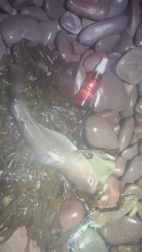 Codling dinner, #cod #codfishing #fishing