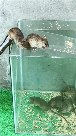 Genius mouse trap design that's actually kind #mousetrap #mouse #creative #animals