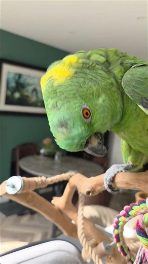 Singing Amazon 🥰 #parrot #funny