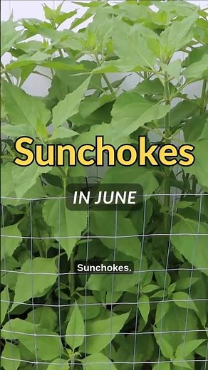 Sunchokes — The Easiest Plant in My Garden (So Far)