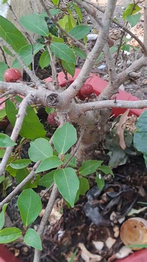 Tập 975: Cây Sung Đến Mùa Ra Trái