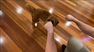 Do Dogs Miss Their Previous Owners? 2 Minute Memory - OodleLife®