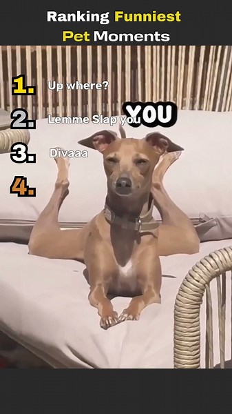 Ranking the FUNNIEST Pet Moments 😂🐾