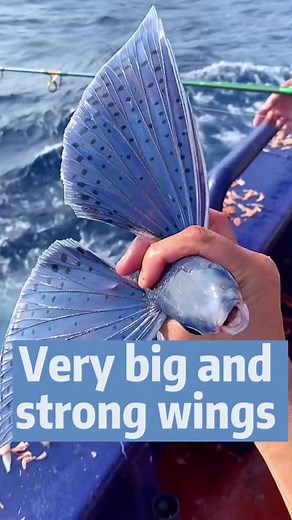7.9M views · 138K reactions | The Flying Fish ! Can “fly” for up to 650 feet  | AlexFisher - خالد الصاوي | Facebook