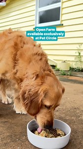 Feeding my pup the best with Open Farm, because they deserve it! Ethical, traceable and sustainable 🐾 | Pet Circle