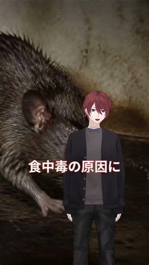 ネズミ被害を放置するとどうなる？（滋賀県草津市の衛生舎）