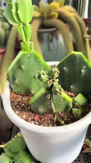 Cactus Grafting for Beginners | Step-by-Step Guide