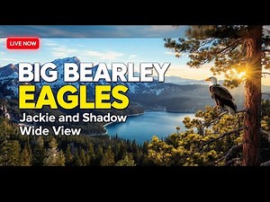 🦅 Big Bear Bald Eagle LIVE | Watch Jackie & Shadow in Real Time