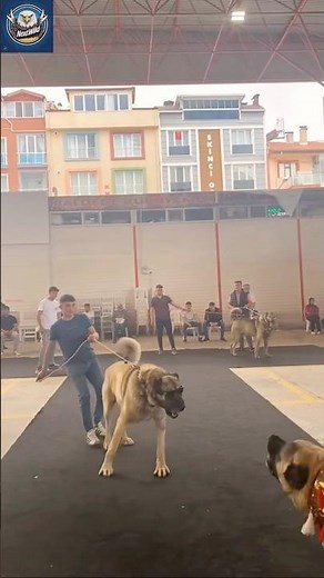 Brutal Kangal Fight Caught on Camera – Raw Power Unleashed!