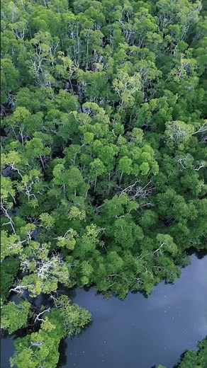 Mangrove Forest in Palawan 🇵🇭 #mangroveforest #mangroves #palawan #philippines #ocean #forest