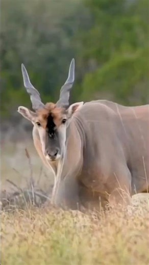 The one even the lion fears - Eland bull😨🔥#animals #facts #animalfacts #wildlife #viral