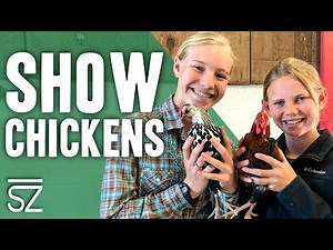 How to Train & Compete in Poultry Showmanship