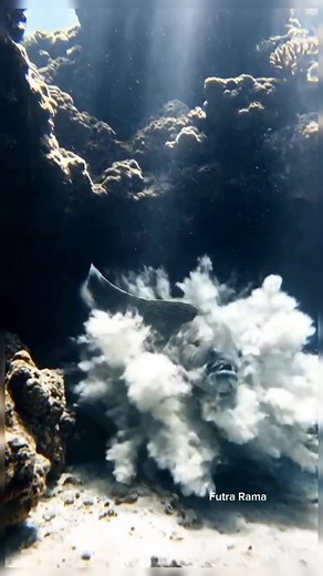 65K views · 445 reactions | "Beautiful underwater life if it continues to be preserved." #underwater #oceanlife #marinelife #Diwali #foryou #highlight #Halloween | Revi Maulana | Facebook