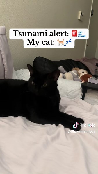 Lil Panther on TikTok