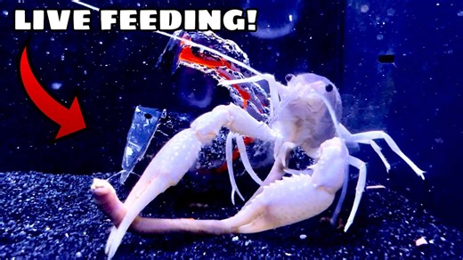 Watch This Rare Crayfish Feed in Stunning Detail