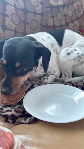 Chiweenie devours pancake! 🥞