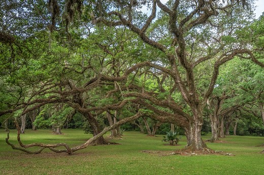 Jungle Gardens beauty on Avery Island | The Heart of Louisiana