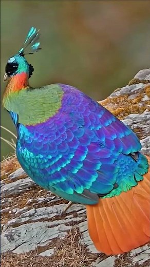 Himalayan Monal | This Mountain Bird Looks Unreal 😲🦚