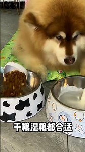 Wangcai the Village Dog Eats Without Spilling a Bite — Pure Joy in Every Meal