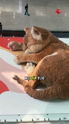 Thực Hư Câu Chuyện Chú Mèo Khổng Lồ Canh Giữ Sân Bay 😯