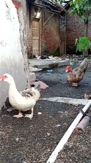So Cute! Muscovy Ducks 🦆 Backyard Farm Stories