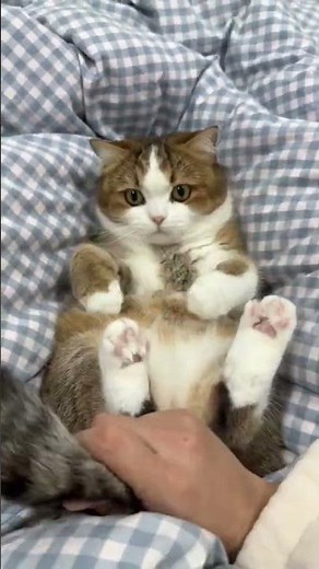 Adorable Fluffy Kitten - Can't Resist Cuteness