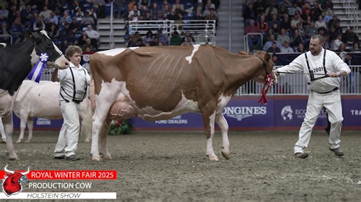 12K views · 268 reactions | Royal Winter Fair Holstein Show 2025 - Production Cow | The Bullvine | Facebook