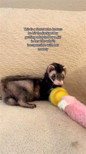 Ferret's Delight: Adopting a Lucky Pet