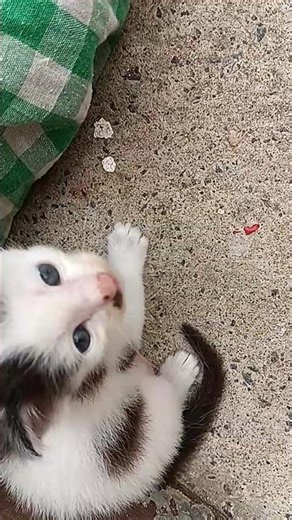 baby cat,kitten is making sound. #kitten #cute #animals #cat