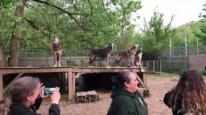 Did you know wolves bowls can be heard 5-7 miles away!? #wolves #howl #foryoupage #animals