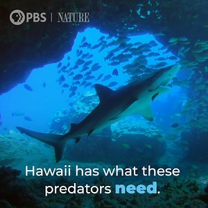 643 reactions · 165 shares | In the middle of the Pacific Ocean, the world's most isolated island chain is a shark paradise. "Sharks of Hawaii" premieres Wednesday, April 21st at 8/7c on PBS. #NaturePBS #Sharks #Hawaii #MarineAnimals #Wildlife #Nature | Nature | PBS | Facebook