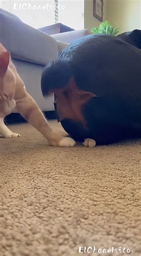 The Most Violent Reaction to a Fart EVER 😂🐶💨🐱