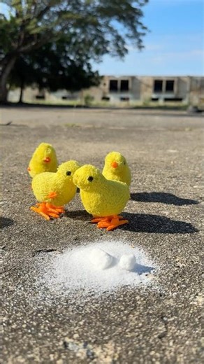 Mis pollitos 🐥🥰🐣 #humor #comedia #viral