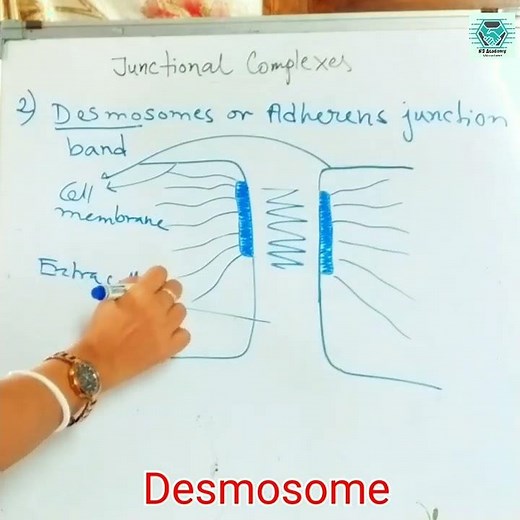 Desmosome, cell junctions, for full video subscribe The Academia