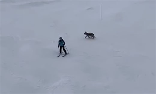 Skier Comes Within Feet of Wolf @ French Ski Resort