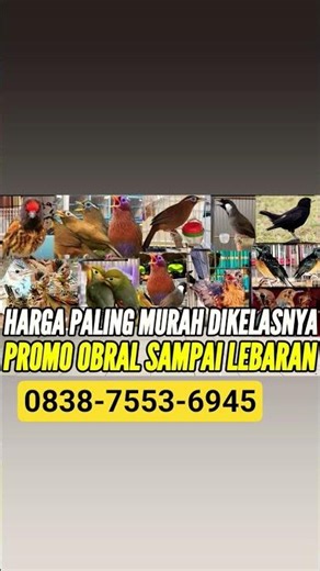 PROMO EDAN SEMUA STOK IMPORT & LOKAL #kicaumania